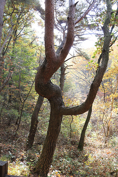 하늘재(계립령) 충주 구간에 있는 김연아 닮은 소나무. 다리를 올리고 연기하는 김연아의 모습과 닮았다.