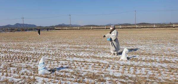 불교환경연대가 12월 17일 파주 오금리 DMZ 생태마을 일대 논에서 겨울철 재두루미 먹이가 되는 볍씨를 뿌리고 있다.사진제공 불교환경연대