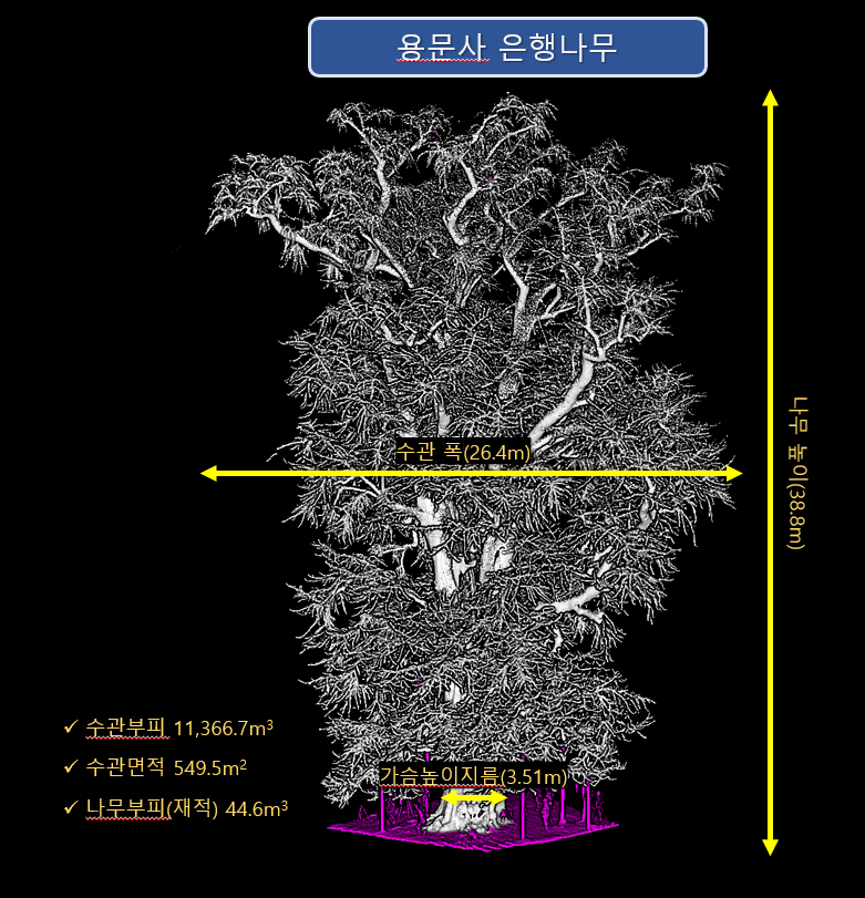양평 용문사 은행나무의 생장 정보. 국립산림과학원 제공.